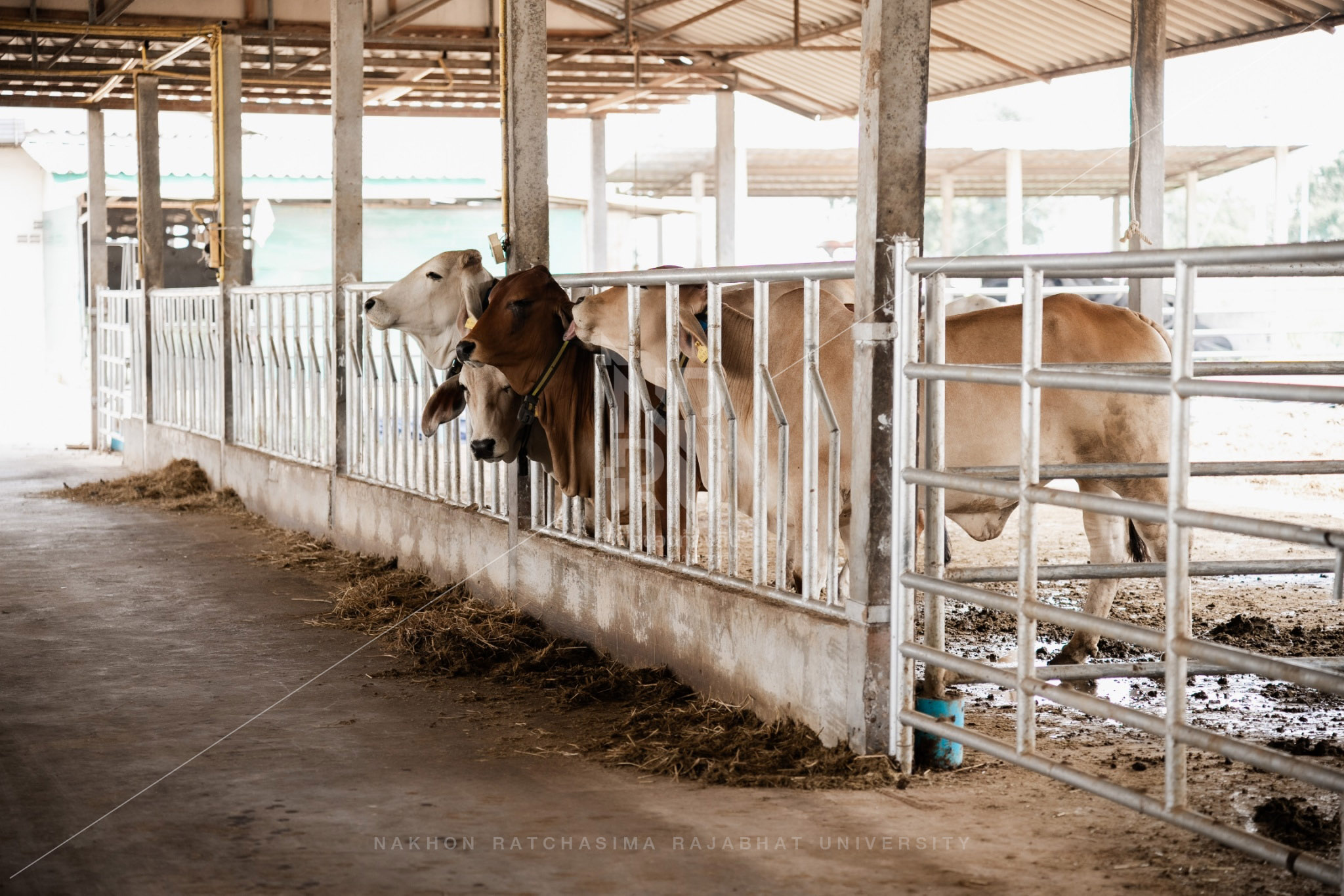 YZ Beef Cattle Farm in Si Khio District (14)